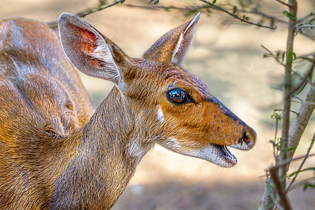 Bushbuck - Howard Hunt